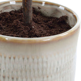 Solea Olive Accent, Neutral Tan-Accessories-High Fashion Home