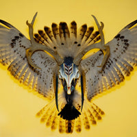 Sundancer Yellow by Boyd Elder-Accessories Artwork-High Fashion Home