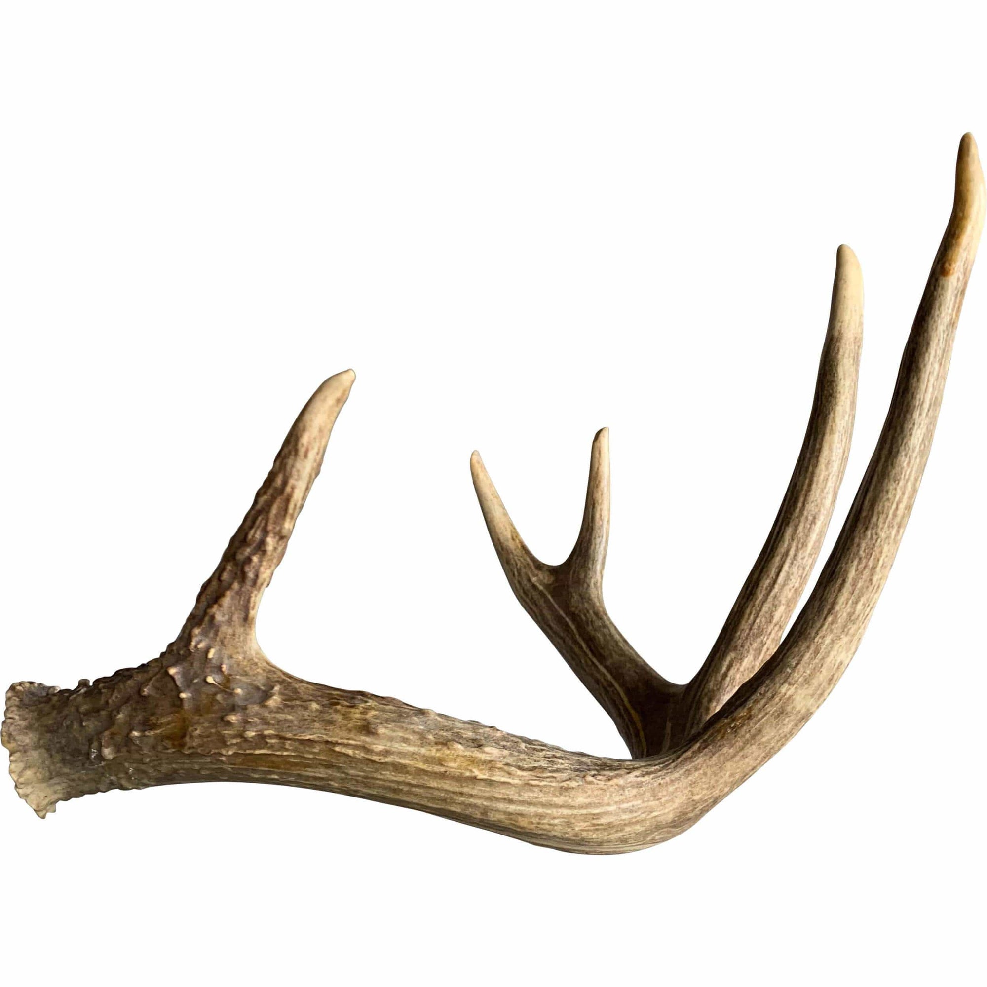 Deer Antler, Medium – High Fashion Home