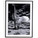 Sonoran Desert by Getty Images