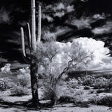 Sonoran Desert by Getty Images
